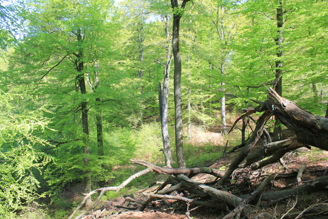 "Totholz" bringt Leben und Vielfalt in den Wald, Foto: Bansen-Wittig