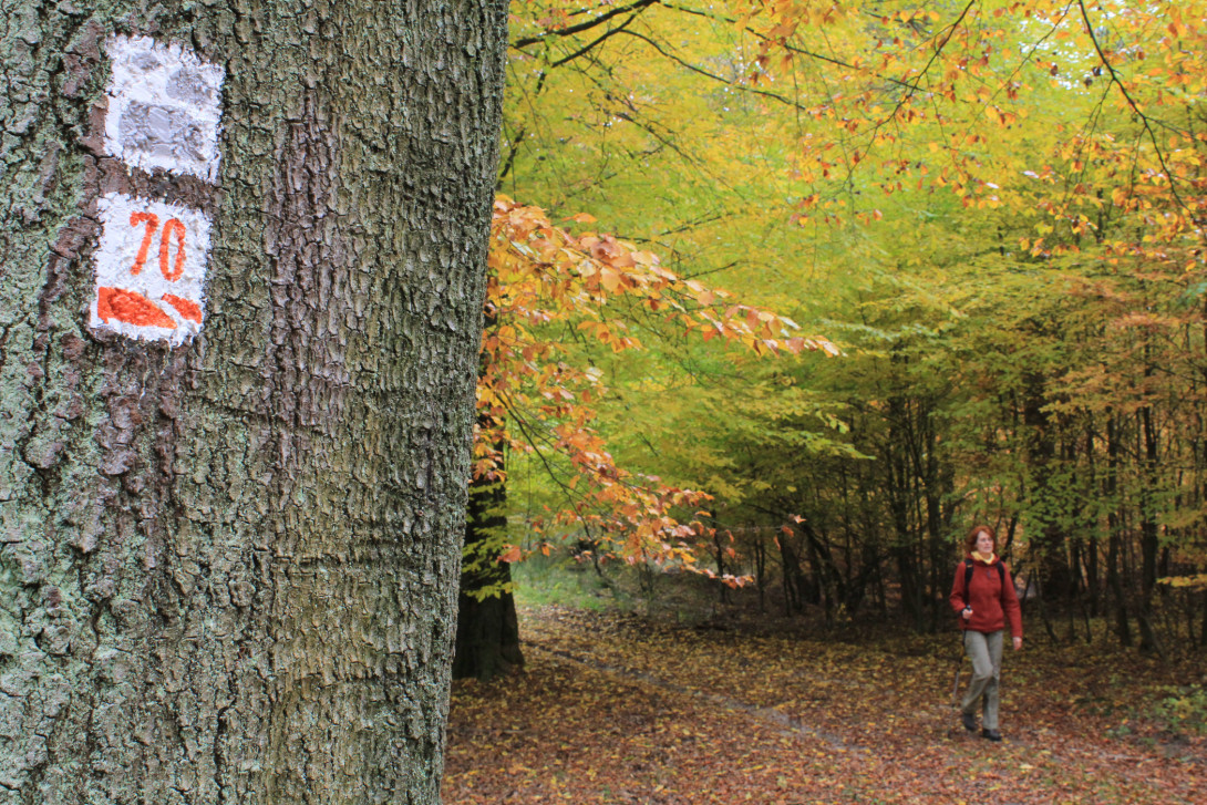 Baummarkierungen erleichtern die Orientierung, Foto: Bansen-Wittig
