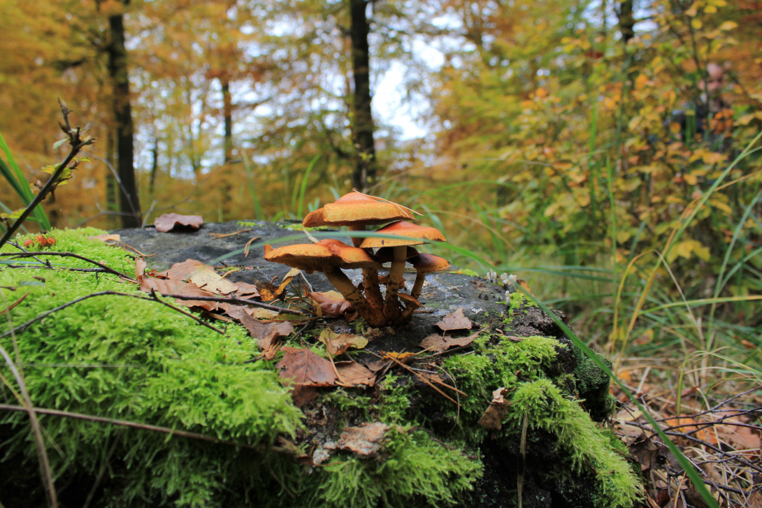 Herbstwald duftet nach Pilzen, Foto: Bansen-Wittig