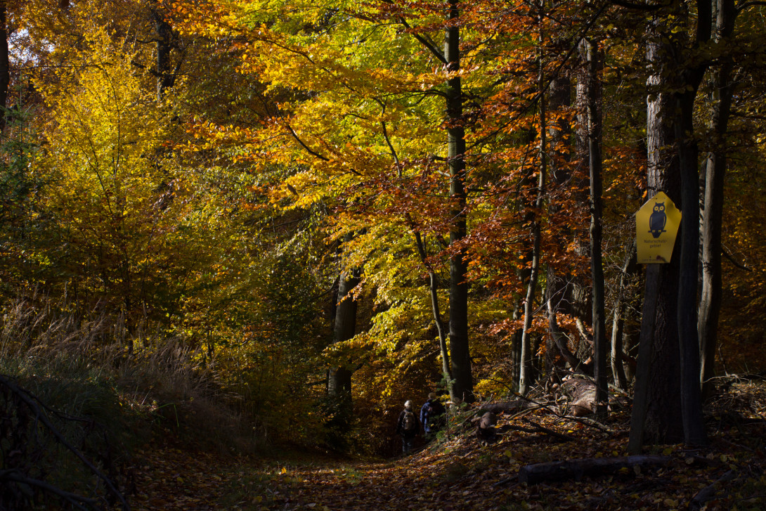 Durch das Naturschutzgebiet Flämingbuchen, Foto: Bansen-Wittig