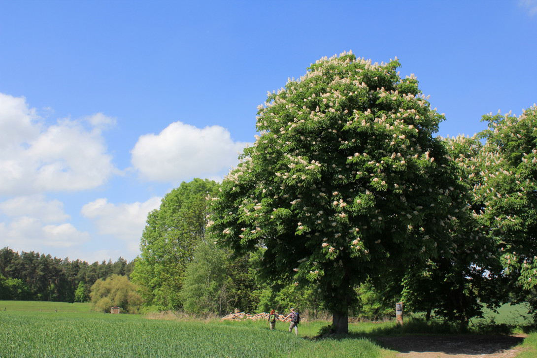 Blühende Kastanie an der Wüstung Groß Glien, Foto: Bansen-Wittig