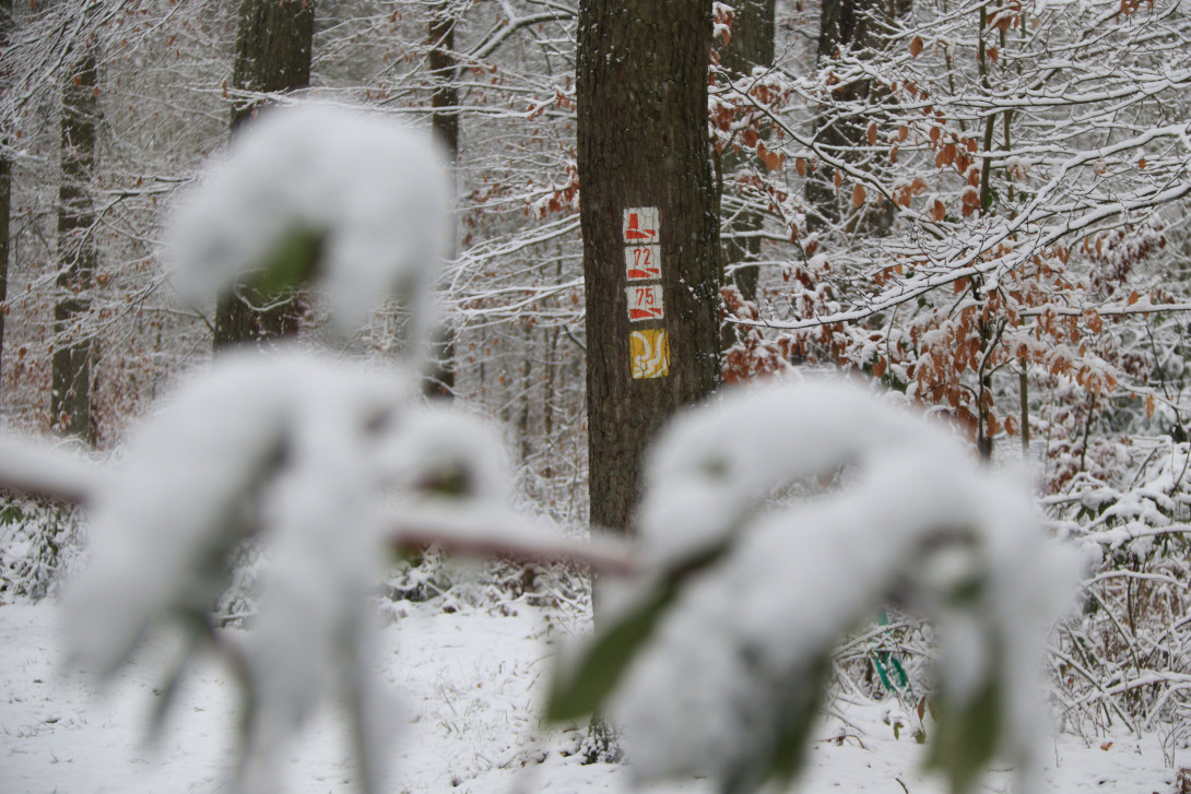 Baummarkierung im winterlichen Wald, Foto: Bansen-Wittig
