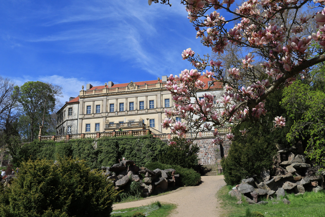 Blühende Magnolien am Schloss Wiesenburg, Foto: Bansen-Wittig