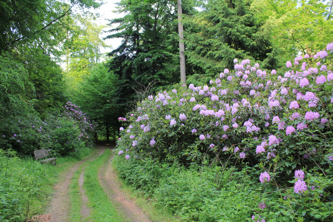 Blühende Rhododendren im Schlosspark, Foto: Bansen-Wittig