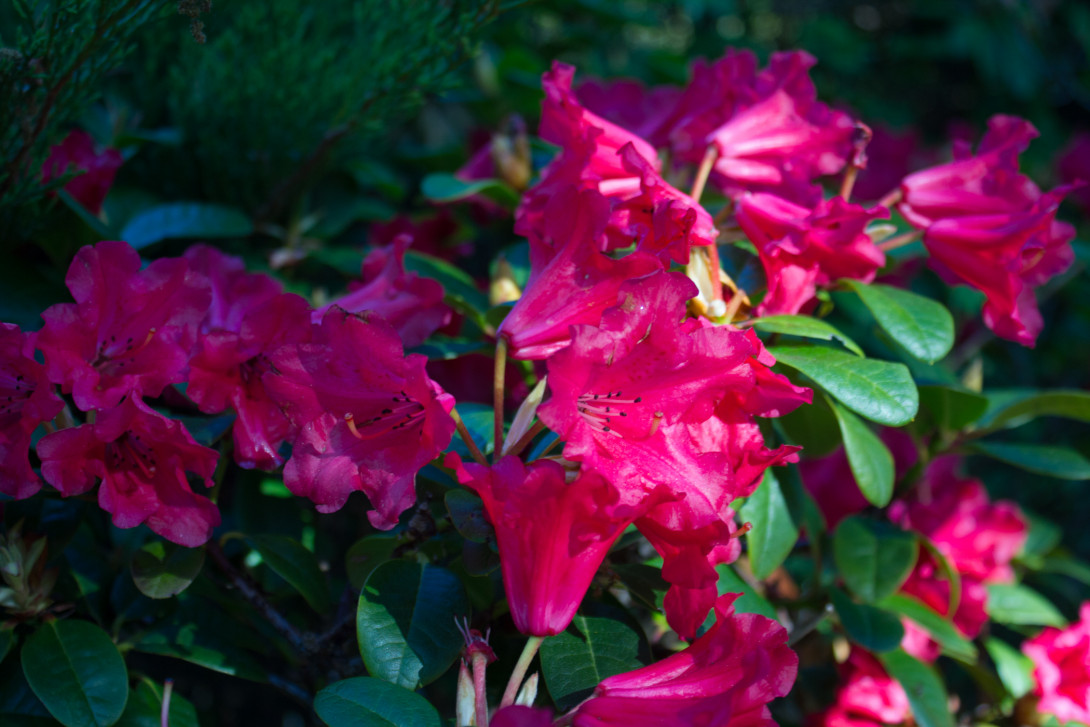 Rhododendronblüte in Rot, Foto: Bansen-Wittig