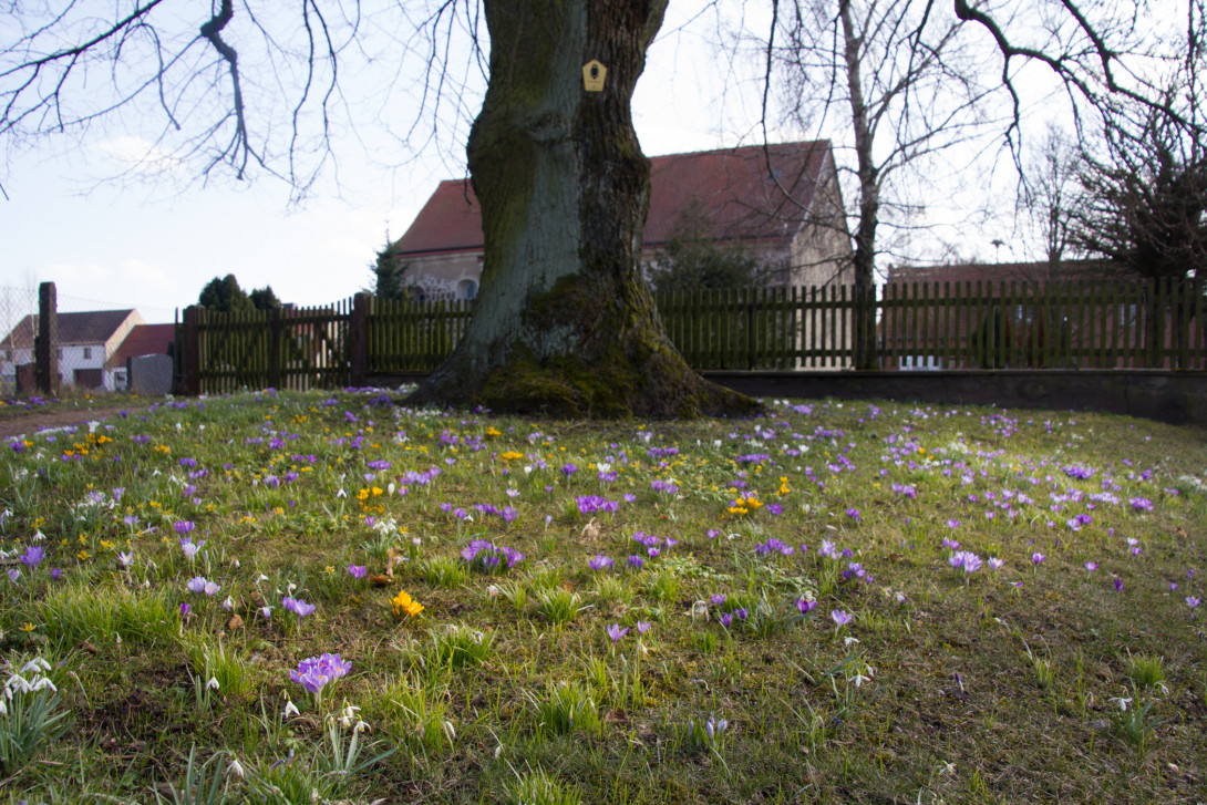 Frühblüher in Jeserig, Foto: Bansen-Wittig