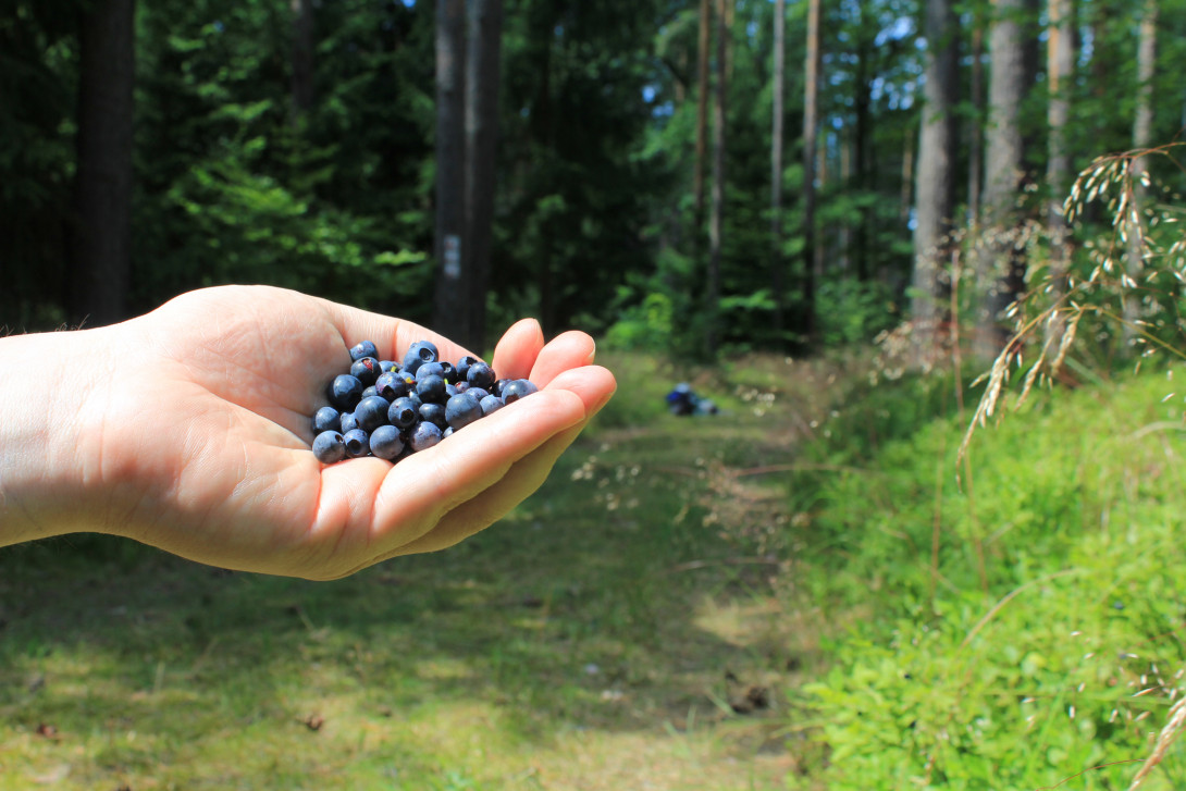 Eine Handvoll Blaubeeren ist im Sommer schnell gepflückt, Foto: Bansen-Wittig